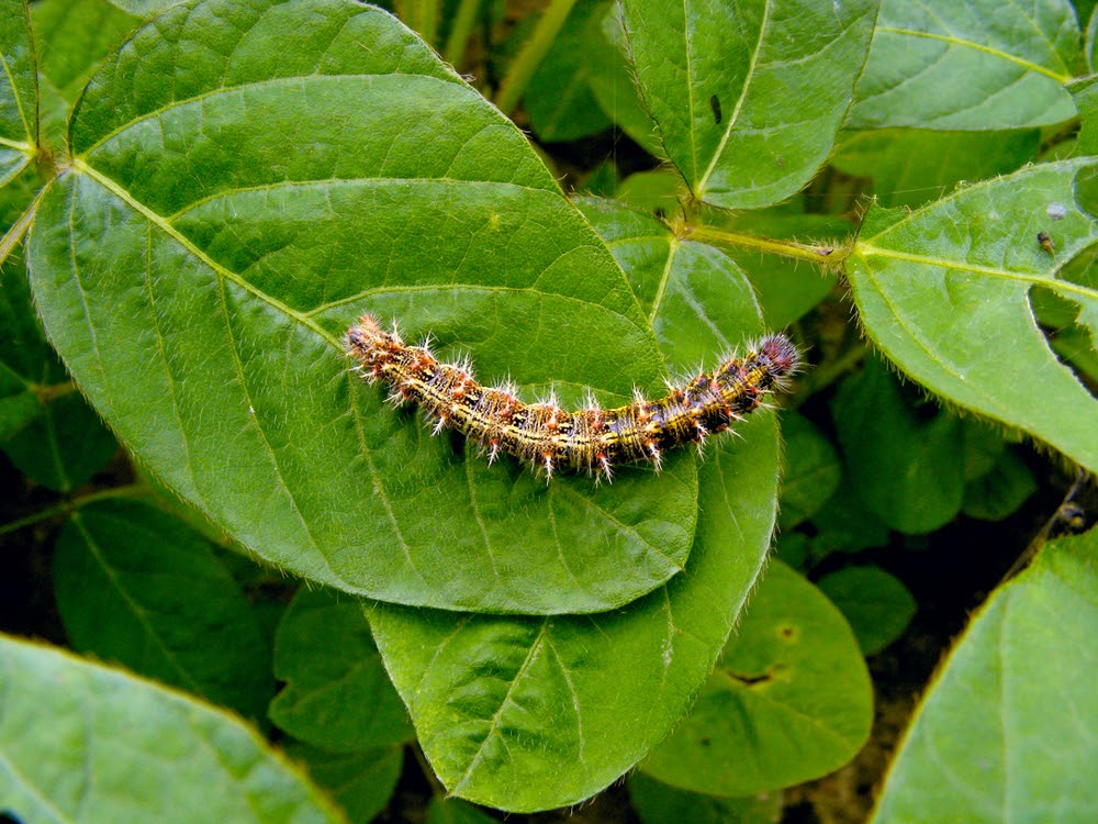 As pragas são um problema sério, mas os defensivos devem ser aplicados de forma integrada a outros cuidados. (Fonte: Tomasz Klejdysz/Shutterstock)