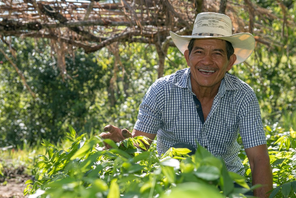 O produtor rural e o engenheiro agrônomo têm experiências e conhecimentos que, somados, são ideais na gestão da propriedade. (Fonte: Marco Vasquez/Shutterstock)