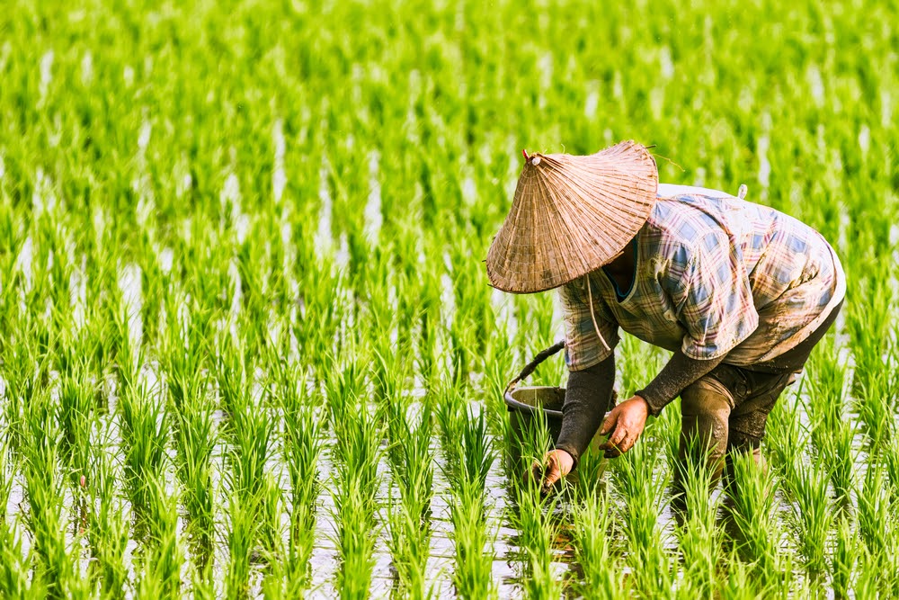 Crise hídrica na Tailândia e Vietnã aumenta preço do arroz no Brasil. (Fonte: Shutterstock/Fenilo Q/Reprodução)