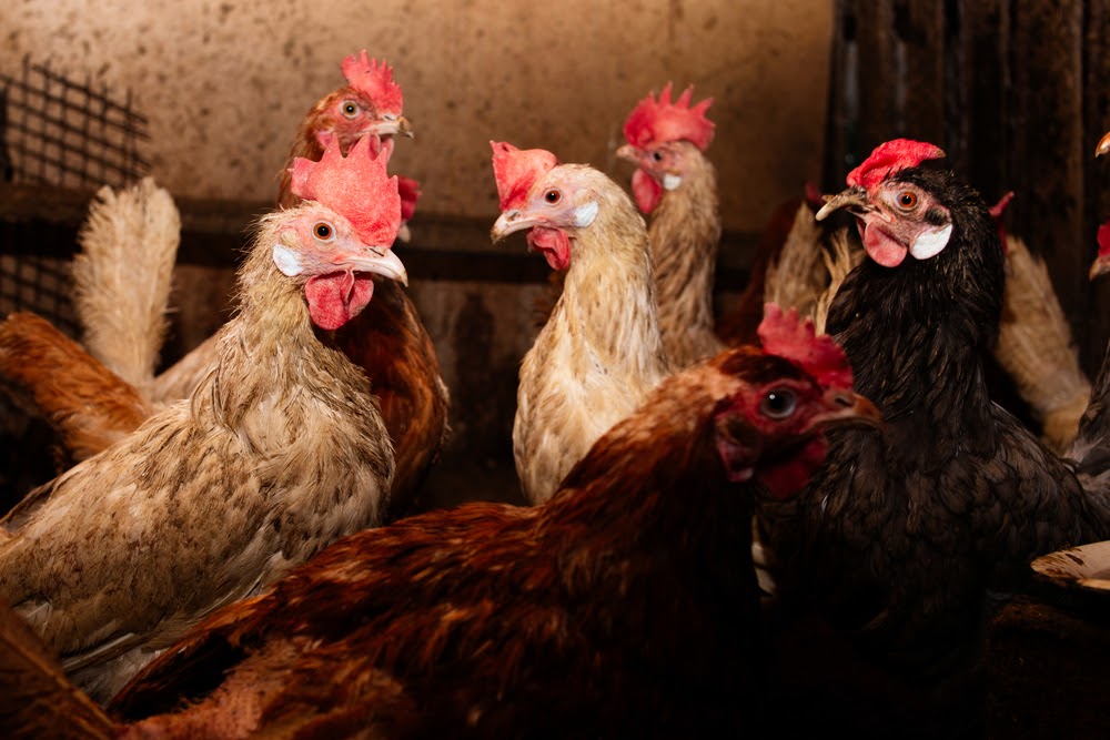 Atualmente, o frango é a principal vítima da gripe aviária. (Fonte: Shutterstock/Evgeniya Sheydt/Reprodução)