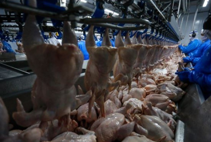 Exportações de carne de frango crescem 4,8% em agosto