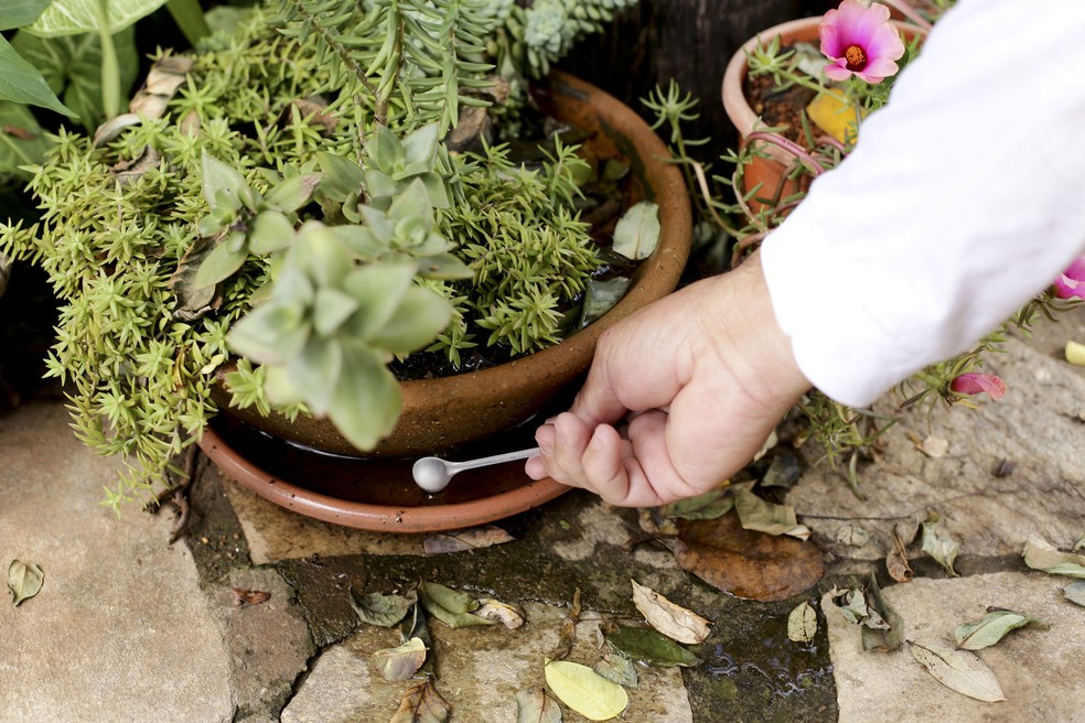 Fiscal analisa água parada em prato de vaso de planta, um dos locais onde o mosquito da dengue deposita seus ovos  — Foto: Breno Esaki/ Agência Saúde