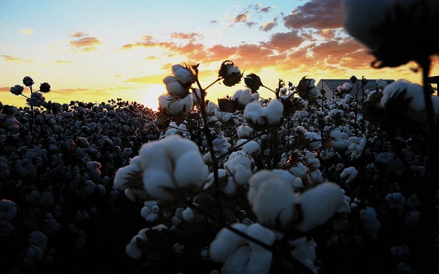 Producao-de-Algodao-em-Vilhena-23.07.2021-foto-Esio-Mendes-23-870x580