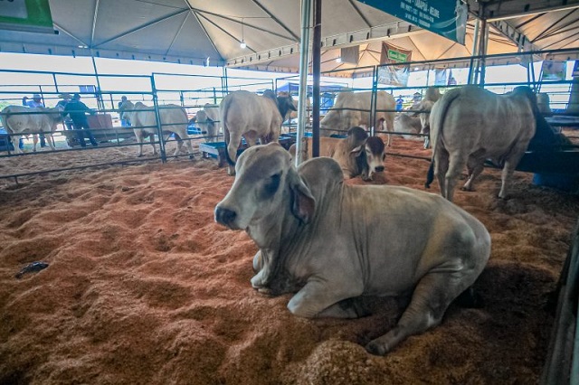 Rondonia-Rural-Show_Balanco-parcial_27.05.22_Foto_Daiane-Mendonca-51-768x512